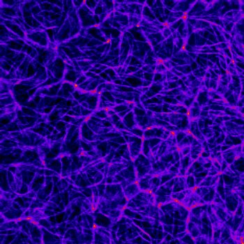 China Agricultural Universityとの共同研究成果が論文として掲載されました。