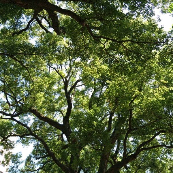 キヤノン財団のウェブサイトで当研究室の新聞記事が公開されました。