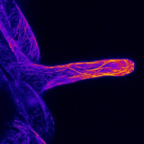 京都府立大学らとの共同研究が論文として掲載されました。