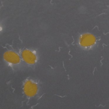 本学大学院自然科学研究科らとの共同研究が論文として掲載されました。