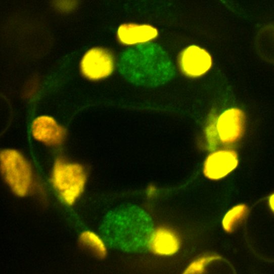 東京大学らとの共同研究が論文として掲載されました。