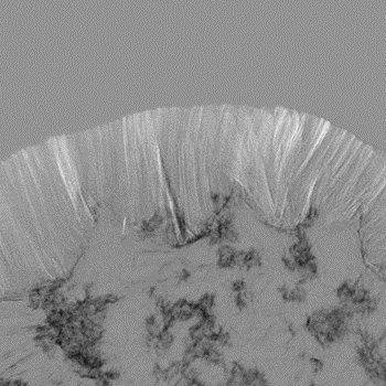 産総研らとの共同研究が論文として掲載されました。