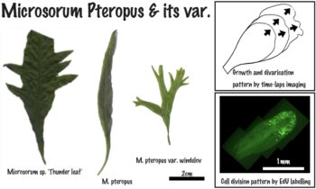 京都産業大学らとの共同研究が論文として掲載されました。