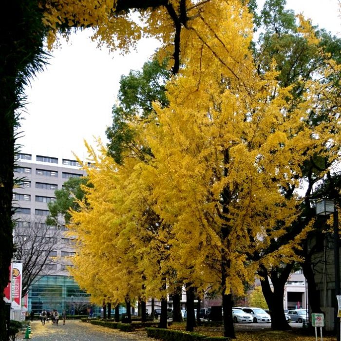 熊本大学研究企画表彰を受けました。
