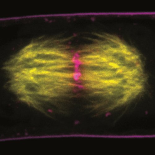 弘前大学らとの共同研究が論文として掲載されました。