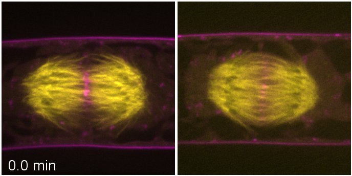 EurekAlert!にて研究成果の英文プレスリリースを行いました。