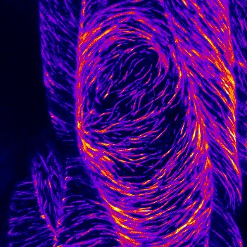 埼玉大学らとの共同研究が論文として掲載されました。