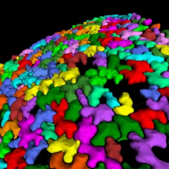 本学IRCMSとの共同研究が論文として掲載されました。