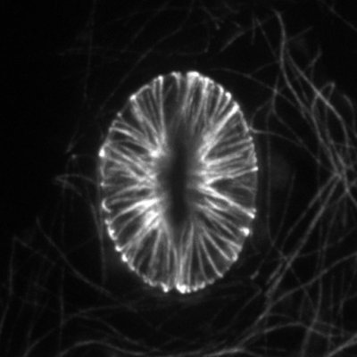 新学術領域研究「植物構造オプト」第2回若手の会で発表しました。