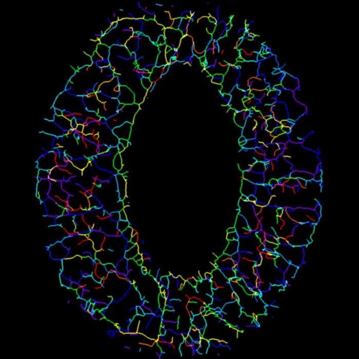 ミシガン州立大学との共同研究が論文として掲載されました。