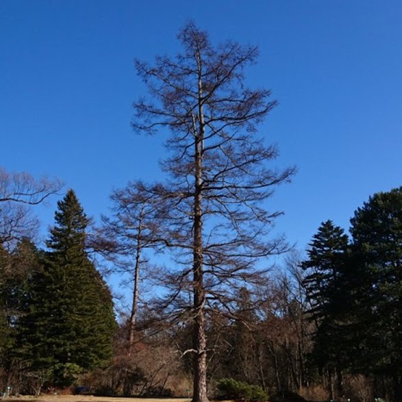 三次元画像解析に関するセミナーを行いました。