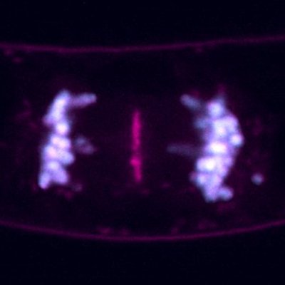 当研究室の研究成果が論文として掲載されました。