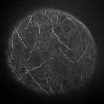 本学IROAST/先端科学研究部らとの共同研究が論文として掲載されました。