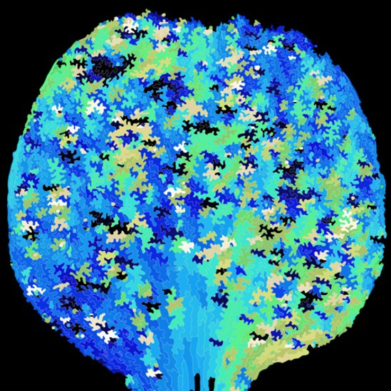 新学術領域研究「植物構造オプト」第４回班会議で発表しました。