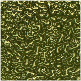 新学術領域研究「植物構造オプト」第５回班会議で発表しました。