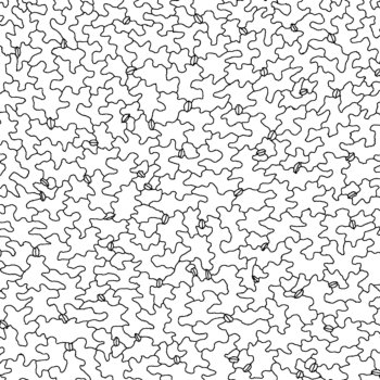 九州沖縄植物学会第70回大会で発表しました。