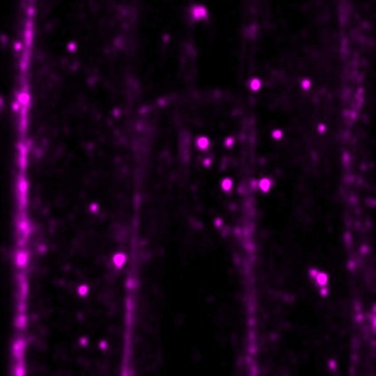 新潟大学らとの共同研究が論文として掲載されました。