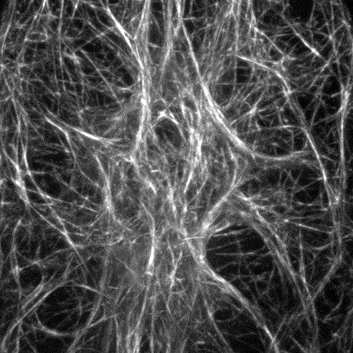 第30回日本バイオイメージング学会学術集会で発表しました。