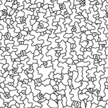日本植物学会第85回大会で発表しました。