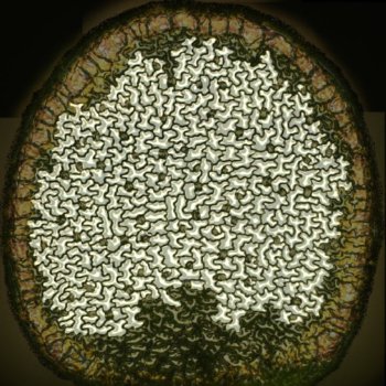東北大学らとの共同研究が論文として掲載されました。