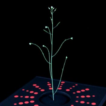 新学術領域研究「植物構造オプト」第3回若手の会で発表しました。