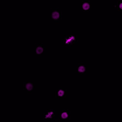 理化学研究所らとの共同研究が論文として掲載されました。