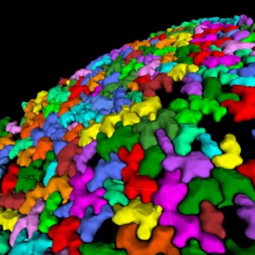 第63回日本植物生理学会年会で発表しました。