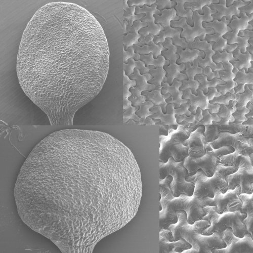 新学術領域研究「植物構造オプト」第6回班会議で発表しました。