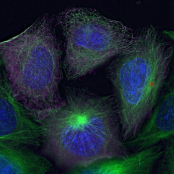 ミシガン大学らとの共同研究が論文として掲載されました。
