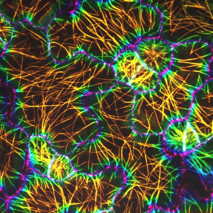 日本女子大学との共同研究が論文として掲載されました。