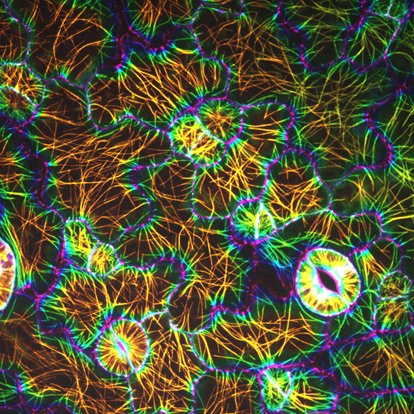 和文総説論文が掲載されました。