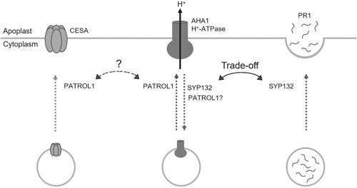 総説論文が掲載されました。