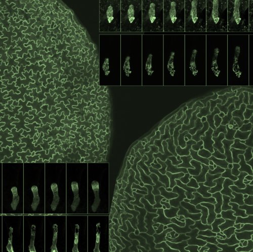 メンデル講演会にて発表しました。