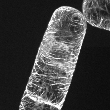 第21回細胞周期合同セミナーで発表しました。