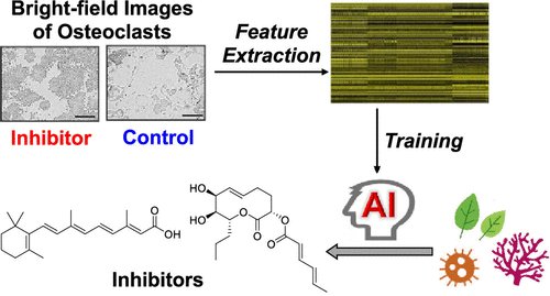 本学薬学部らとの共同研究が論文として掲載されました。
