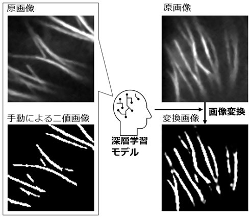 東北大学らとの共同研究が論文として掲載されました。