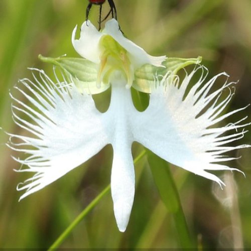 京都府立大学らとの共同研究が論文として掲載されました。