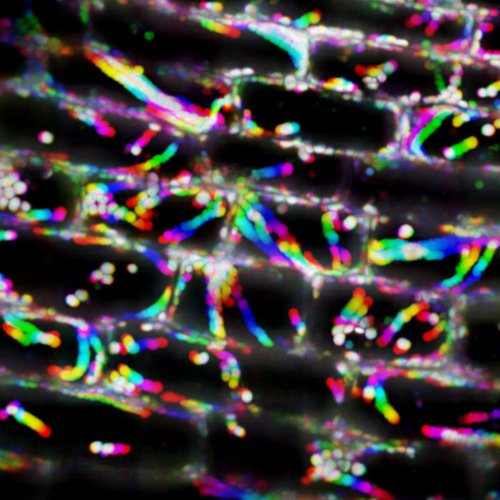 原著論文が掲載されました。