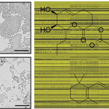 和文総説論文が掲載されました。