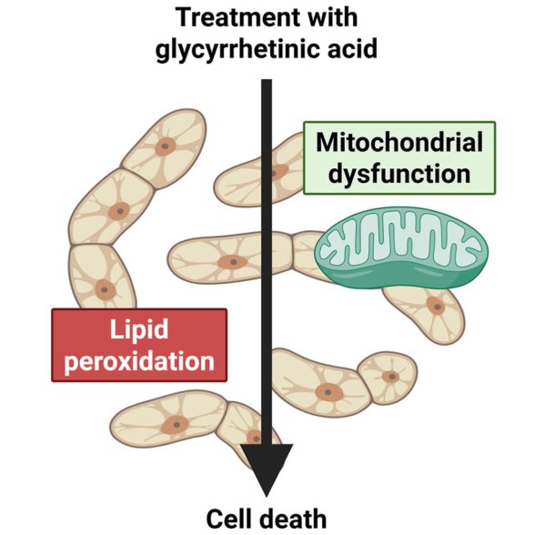 原著論文が掲載されました。