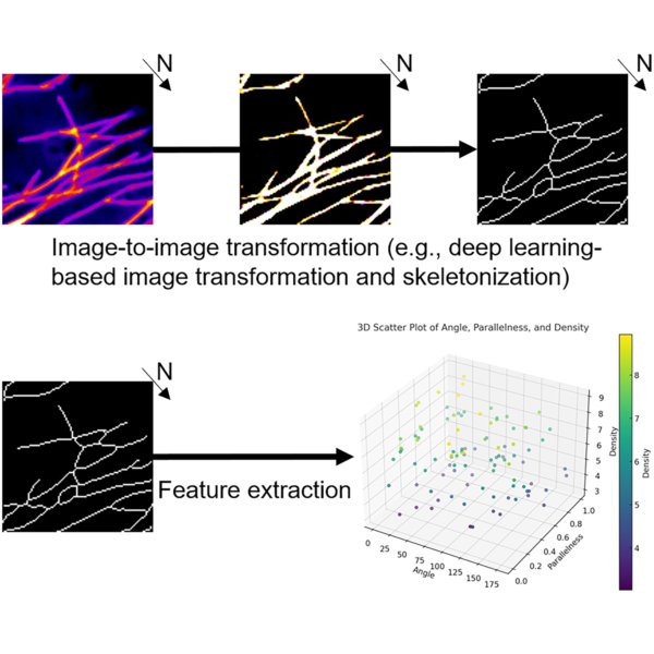 総説論文が掲載されました。