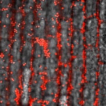 総説論文が掲載されました。
