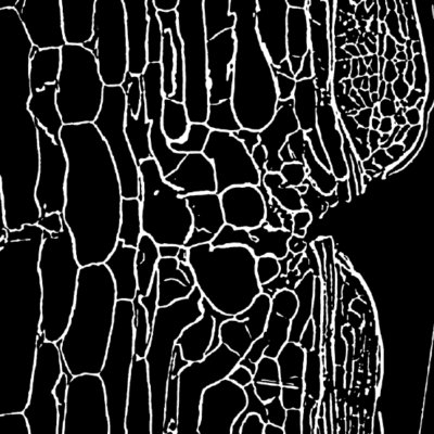 筑波大学らとの共同研究が論文として掲載されました。