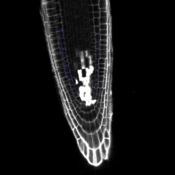 明治大学らとの共同研究が論文として掲載されました。