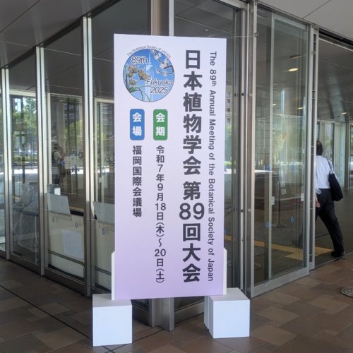 日本植物学会第89回大会で発表しました。