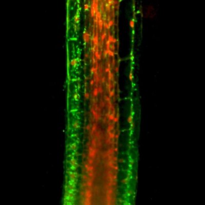 九州大学らとの共同研究が論文として掲載されました。