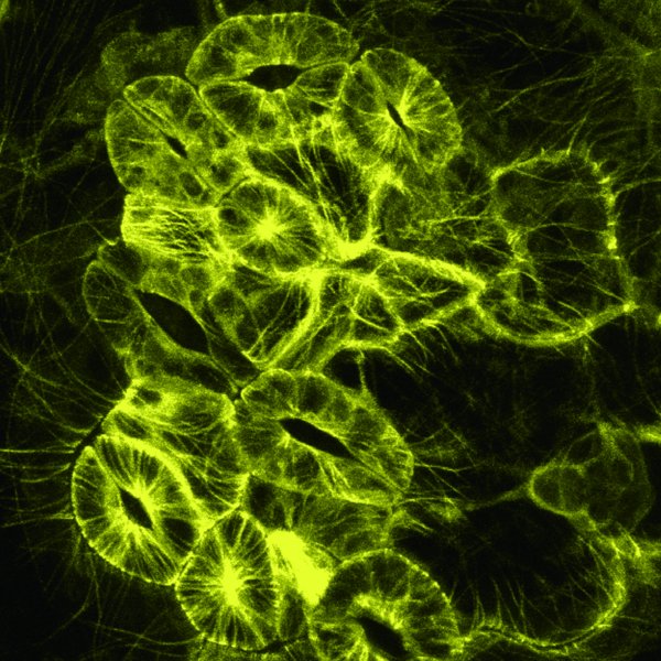 東京大学との共同研究成果が論文として掲載されました。
