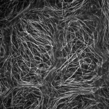 奈良先端大らとの共同研究が論文として掲載されました。
